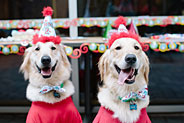 más información sobre los perros
